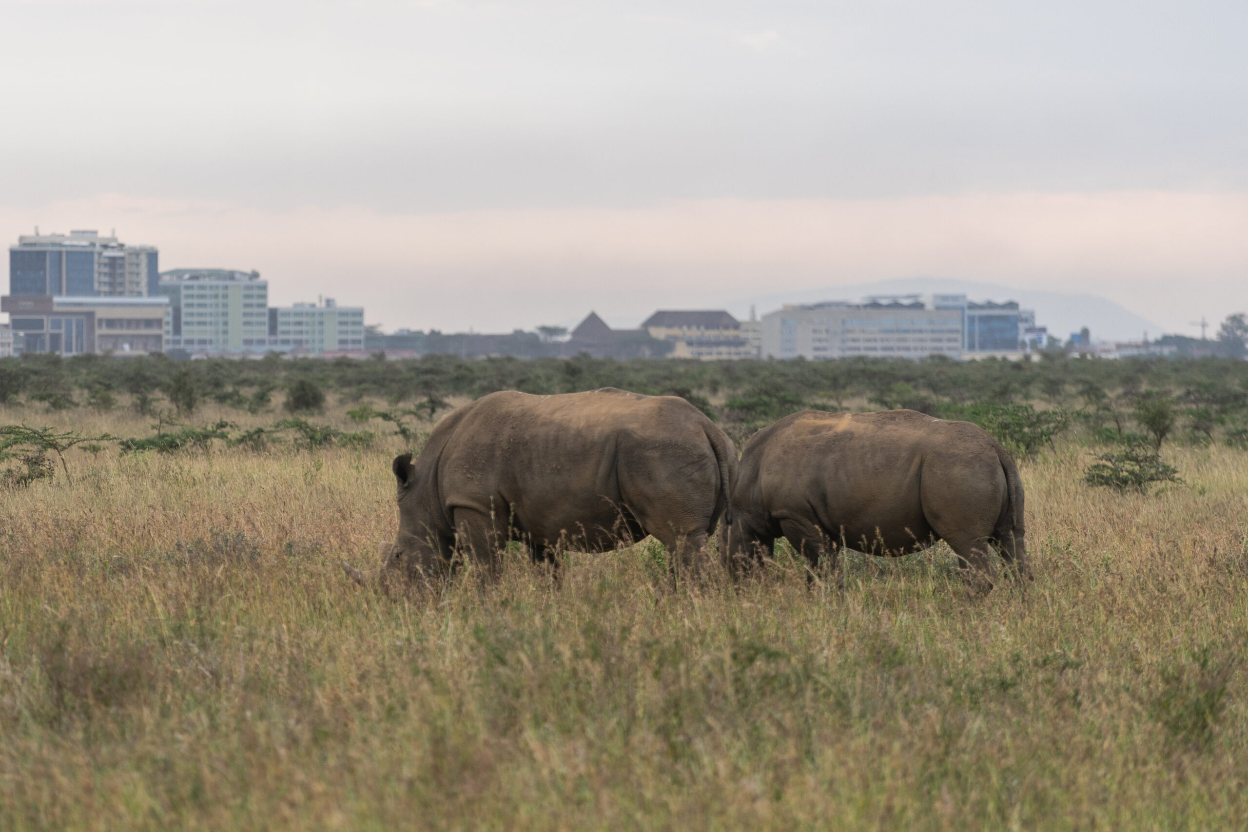 Nairobi National Park