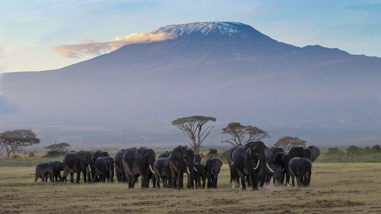 Elephants walking
