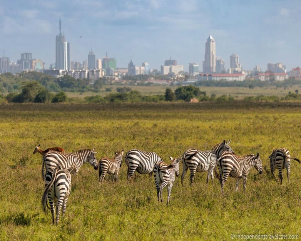 Photo by <a href="https://unsplash.com/@amonrichie?utm_source=unsplash&utm_medium=referral&utm_content=creditCopyText">Amon Richie</a> on <a href="https://unsplash.com/photos/a-herd-of-zebra-standing-on-top-of-a-lush-green-field-XqAxzMbOheM?utm_source=unsplash&utm_medium=referral&utm_content=creditCopyText">Unsplash</a>
      