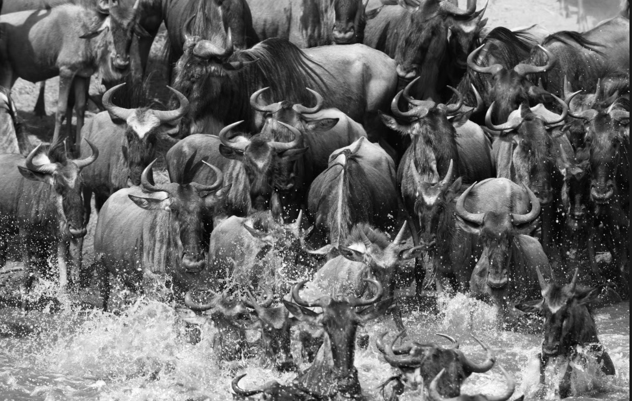 Wildebeest Migration: Why It Doesn’t Wait for No One