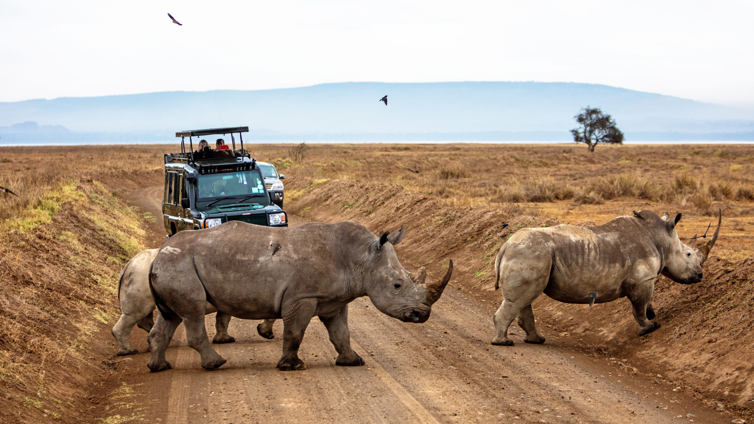 Your Kenya Safari Won’t Look Like Anyone Else’s: Here’s Why